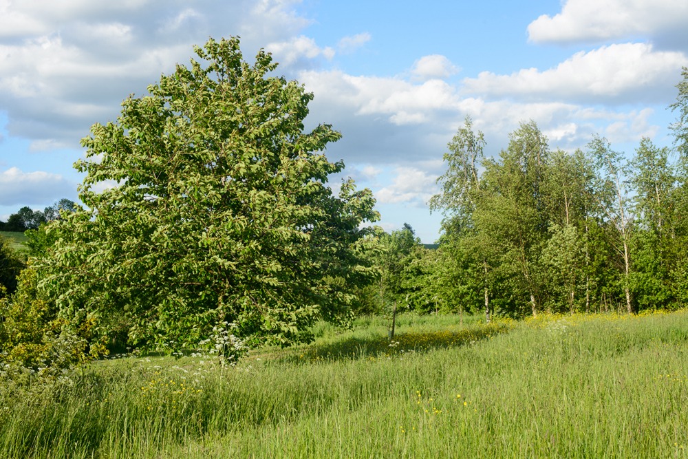 Scraptoft Natural Burial Ground Leicester