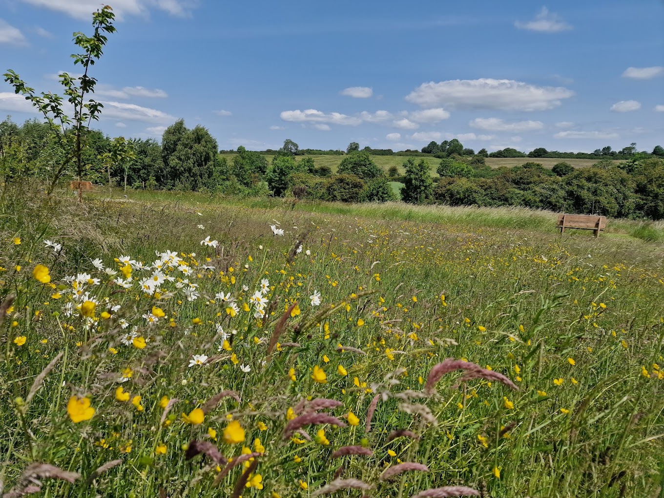 The Willows Natural Burial Ground